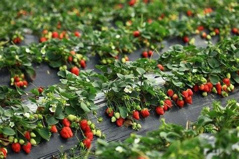 草莓种植技术和管理方式