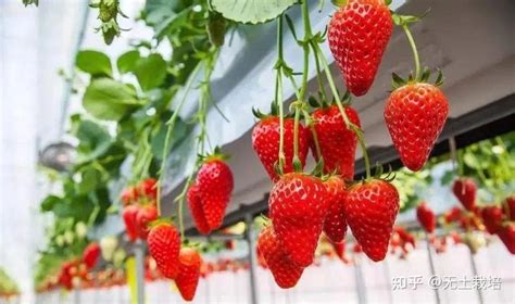 草莓种植的各种问题