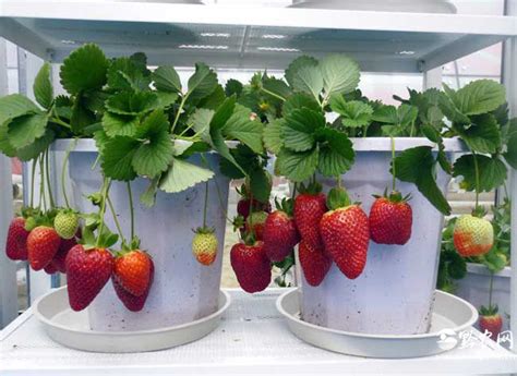 草莓种植经验分享