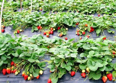 草莓种植行距株距多少合适