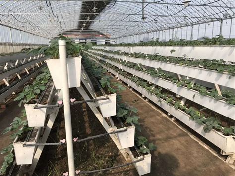 草莓立体栽培技术设备
