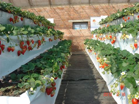 草莓立体栽培架最先进技术