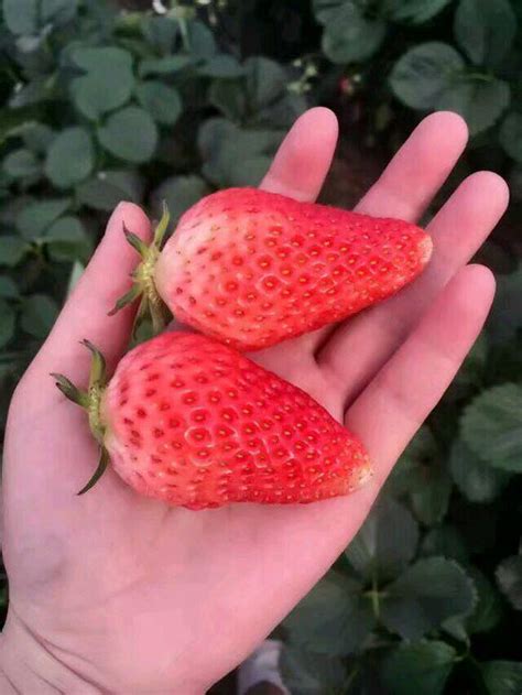 草莓老苗和新苗的区别