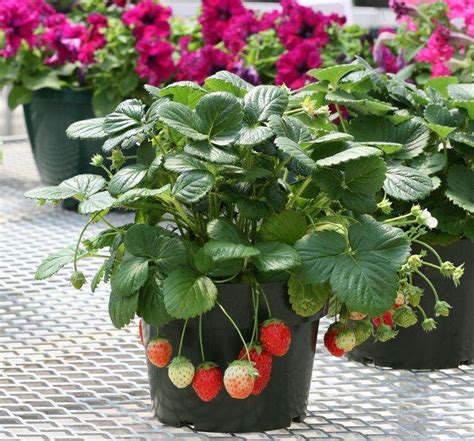 草莓苗盆栽种植方法