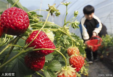 草莓要施什么肥料