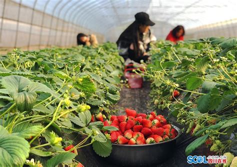 草莓采摘园收益如何