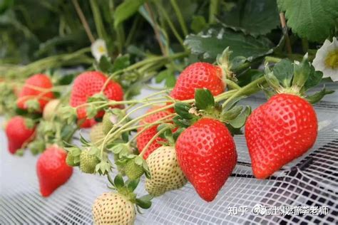 草莓露天薄膜栽培