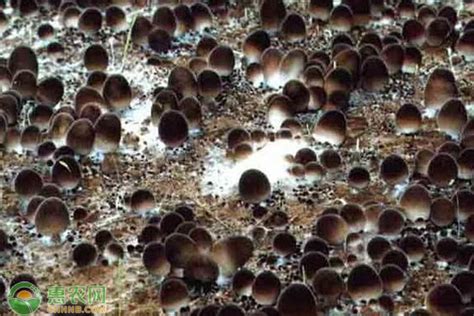 草菇生长条件及其栽培