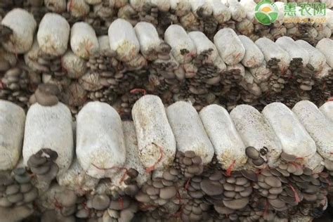 草菇的块式种植技术