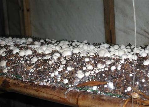 草菇种植技术全过程