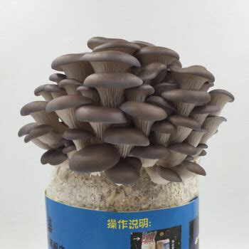 菌菇包买回家怎样种植