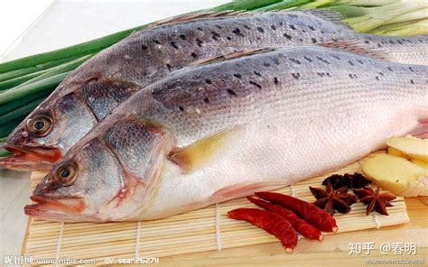 菜市场鲈鱼是淡水鱼还是海鱼