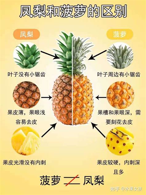 菠萝和凤梨区别图解