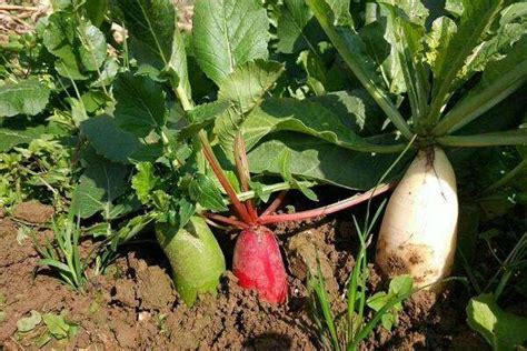 萝卜切一半埋在土里能生长吗