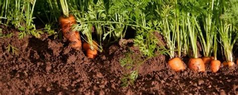 萝卜留种的方法
