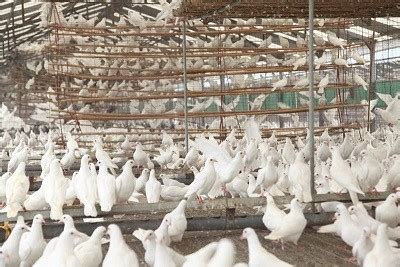 落地鸽子养殖业加盟项目