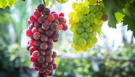 葡萄中的爱马仕是什么品种