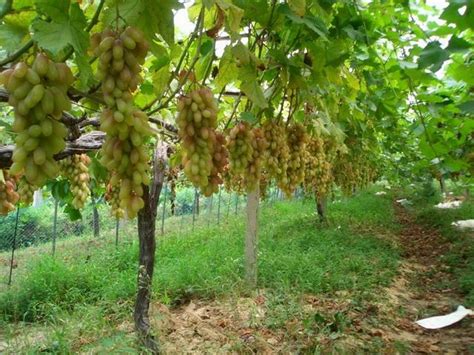 葡萄产业及栽培技术措施