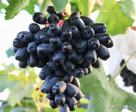 葡萄什么品种在东北种好