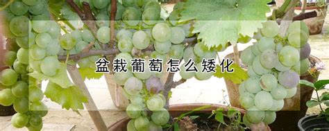 葡萄可以矮化种植吗