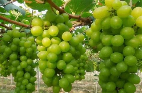 葡萄品种排名前十