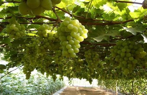 葡萄在广东可以种吗