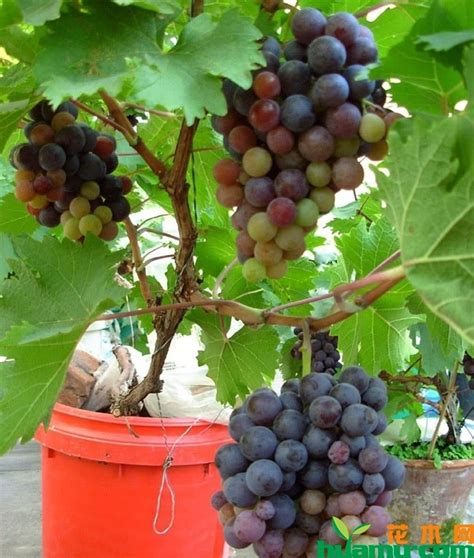 葡萄怎么栽培