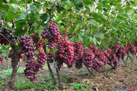 葡萄最适宜种植时间