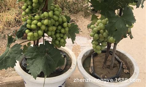 葡萄树矮化养殖方法
