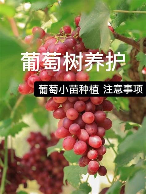 葡萄树种植方法和注意事项