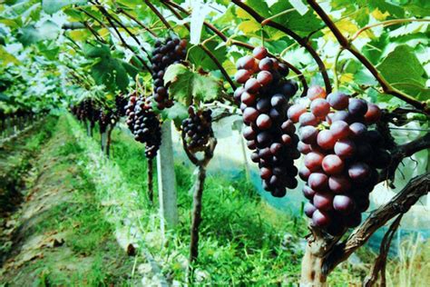 葡萄栽种什么季节最合适
