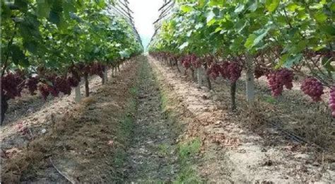 葡萄的栽培管理模式