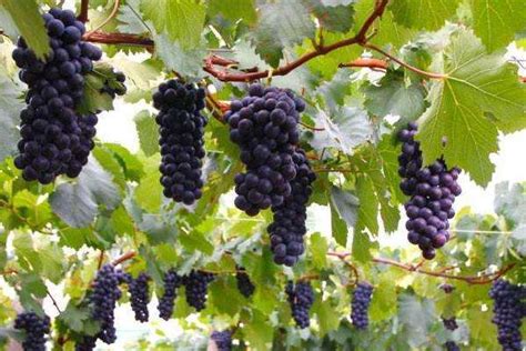 葡萄种植技术百科