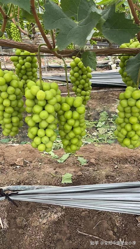 葡萄种植管理技术品种