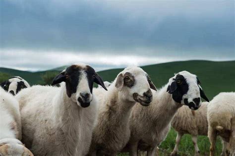 蒙古国野生羊照片