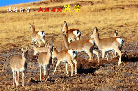 蒙古野生黄羊的数量