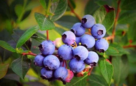蓝莓可以在室外过冬吗