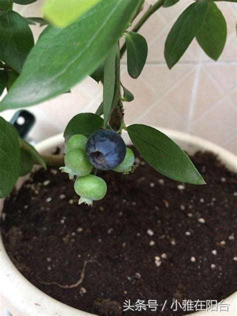 蓝莓可以栽在庭院里吗