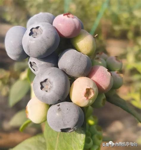 蓝莓可以露天种吗