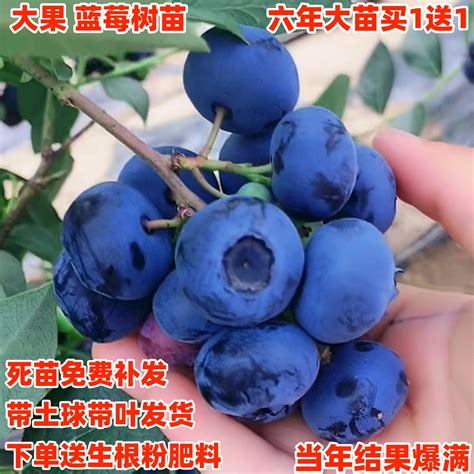 蓝莓家庭种植可以地栽吗