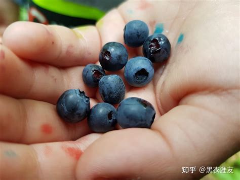 蓝莓怎么弄才好吃