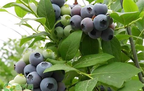 蓝莓怎样栽培