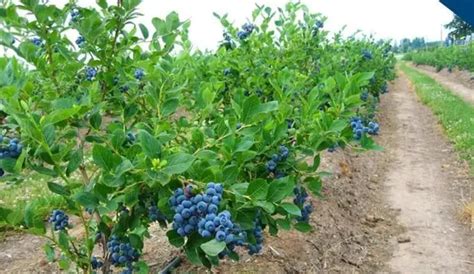 蓝莓盆栽种植技术图解
