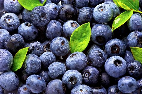蓝莓种植注意事项