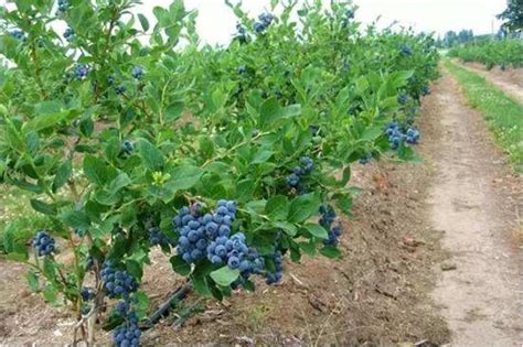 蓝莓能在地里栽种吗