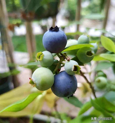蓝莓适合家里种植吗