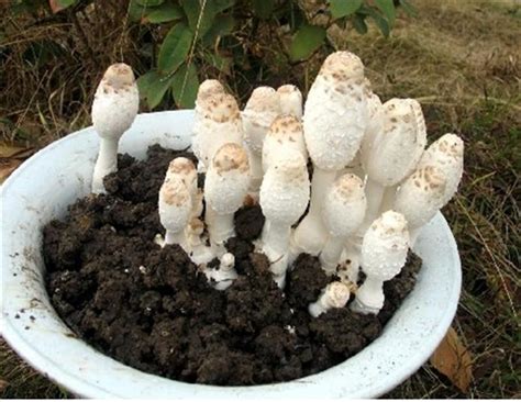 蘑菇是怎么种出来的教程
