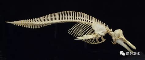 虎鲸骨骼复原图