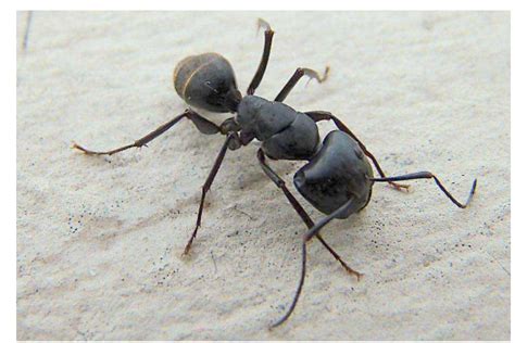 蚂蚁几条腿