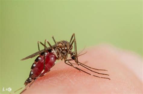 蚊子爱咬什么血型的人
